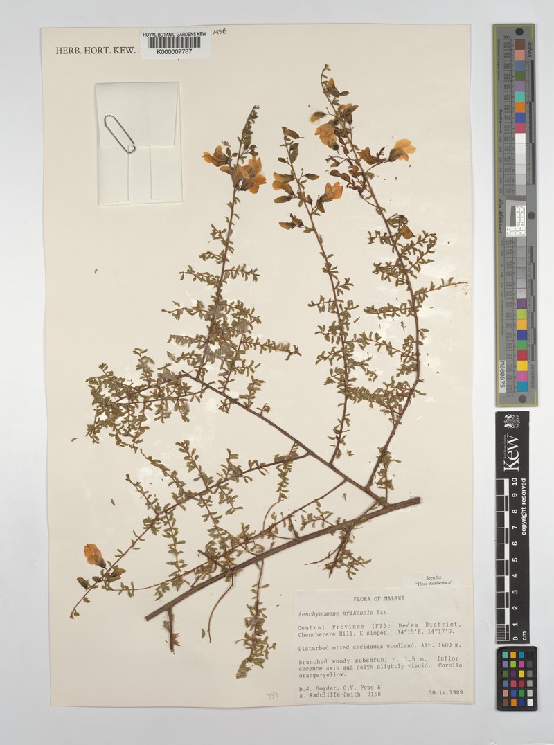 Aeschynomene nyikensis photo 6