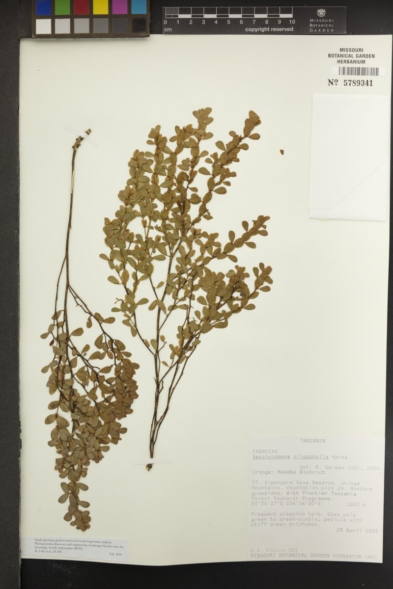 Aeschynomene oligophylla