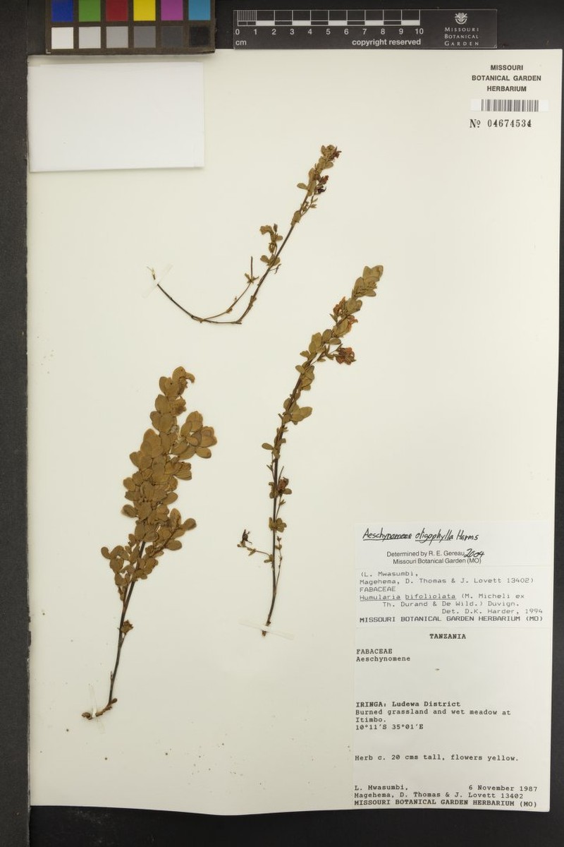 Aeschynomene oligophylla photo 2