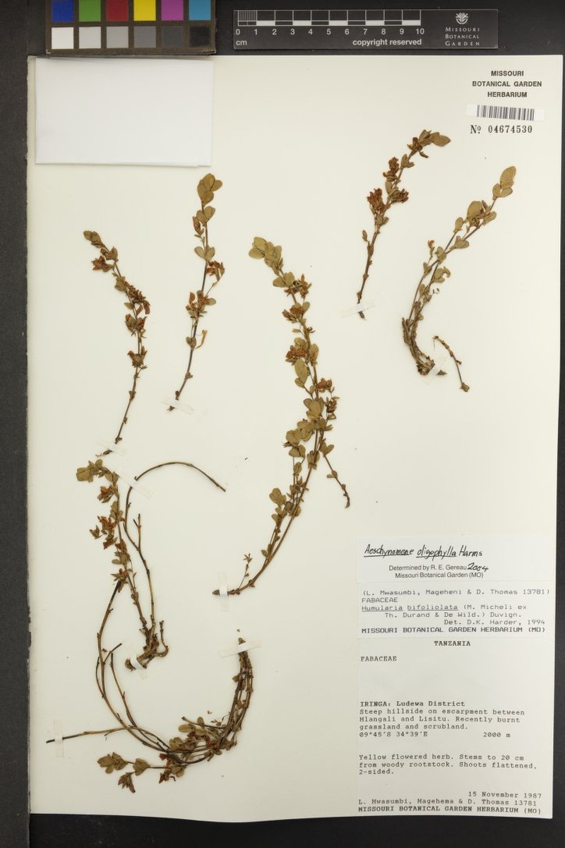 Aeschynomene oligophylla photo 3