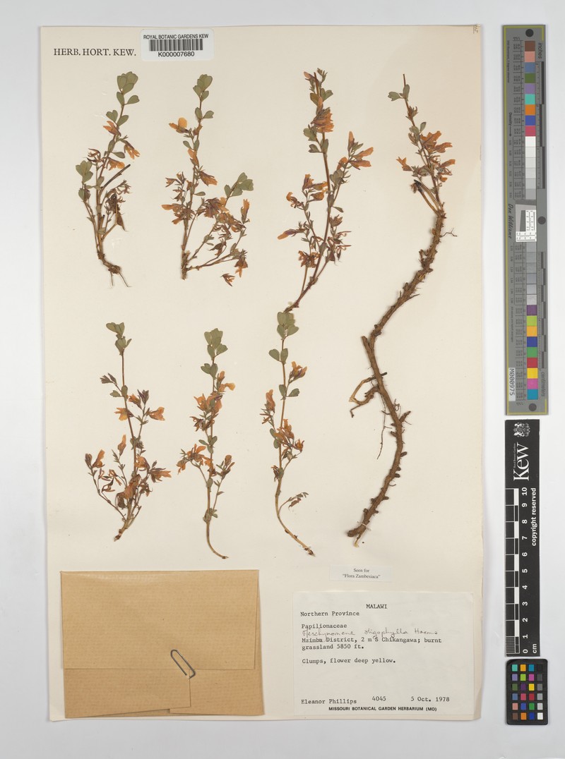 Aeschynomene oligophylla photo 4