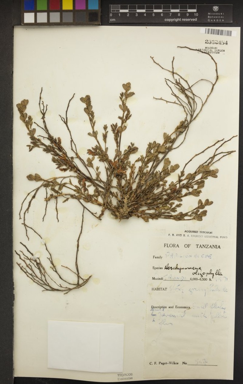Aeschynomene oligophylla photo 5