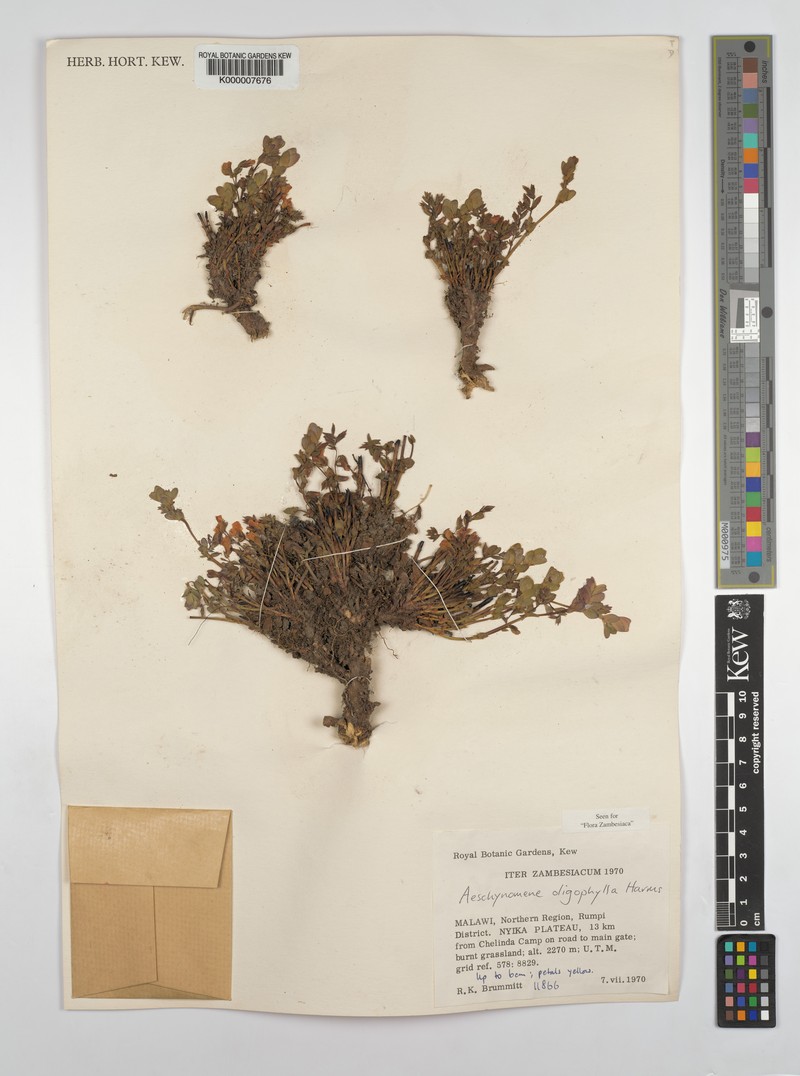 Aeschynomene oligophylla photo 6