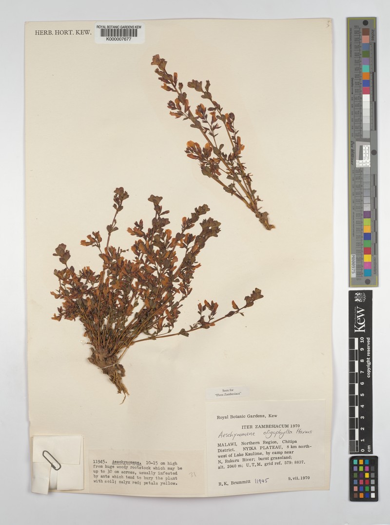 Aeschynomene oligophylla photo 7