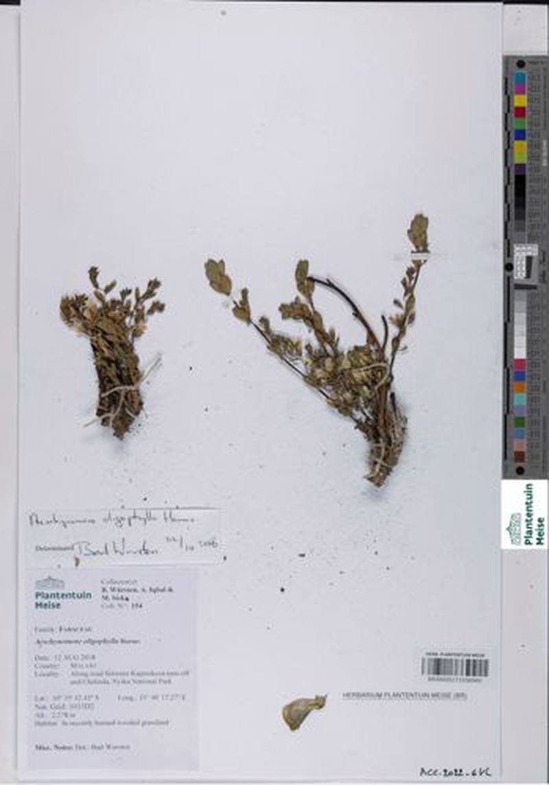 Aeschynomene oligophylla photo 8
