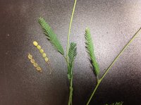 Pannicle Jointvetch