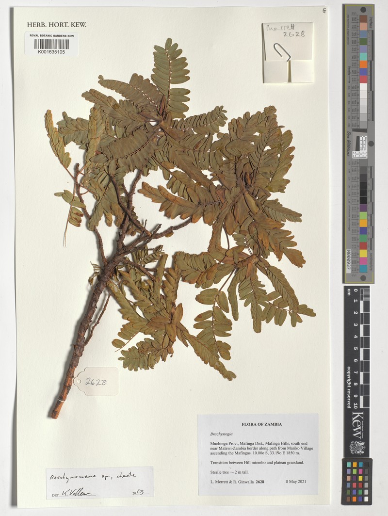 Aeschynomene pararubrofarinacea