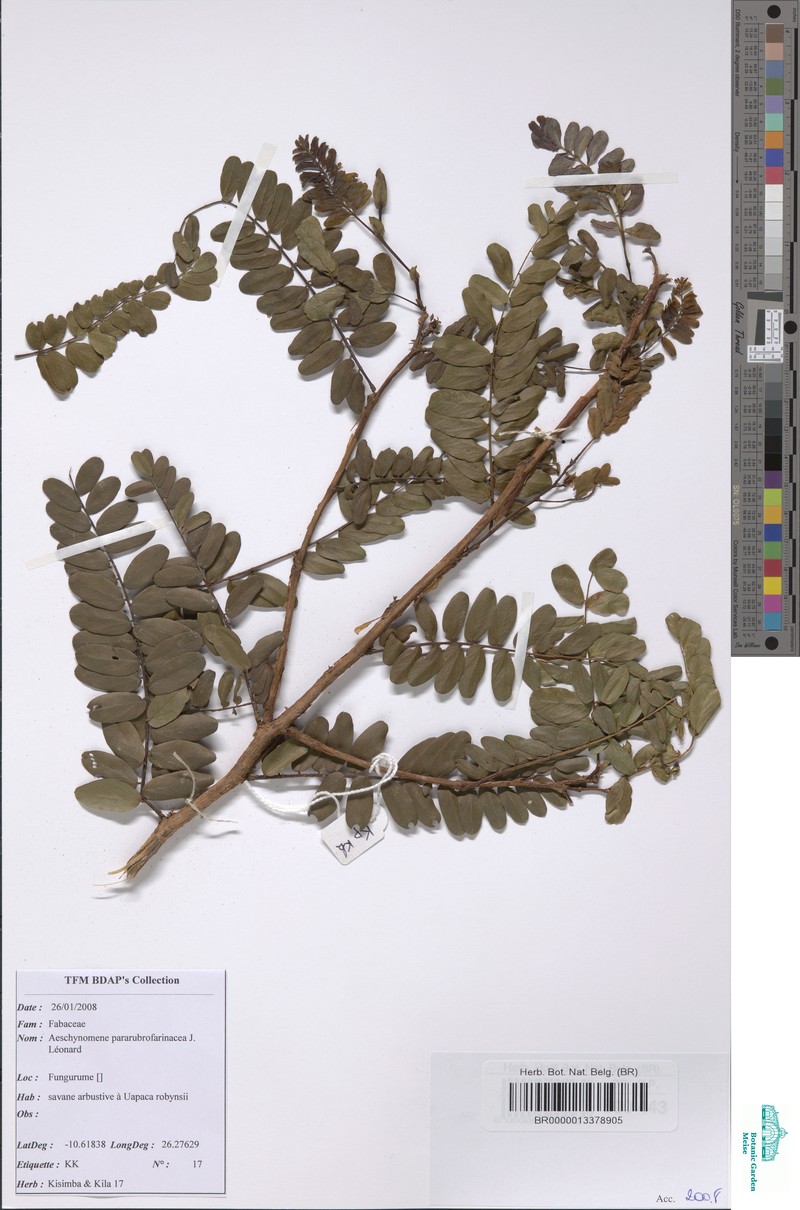 Aeschynomene pararubrofarinacea photo 2