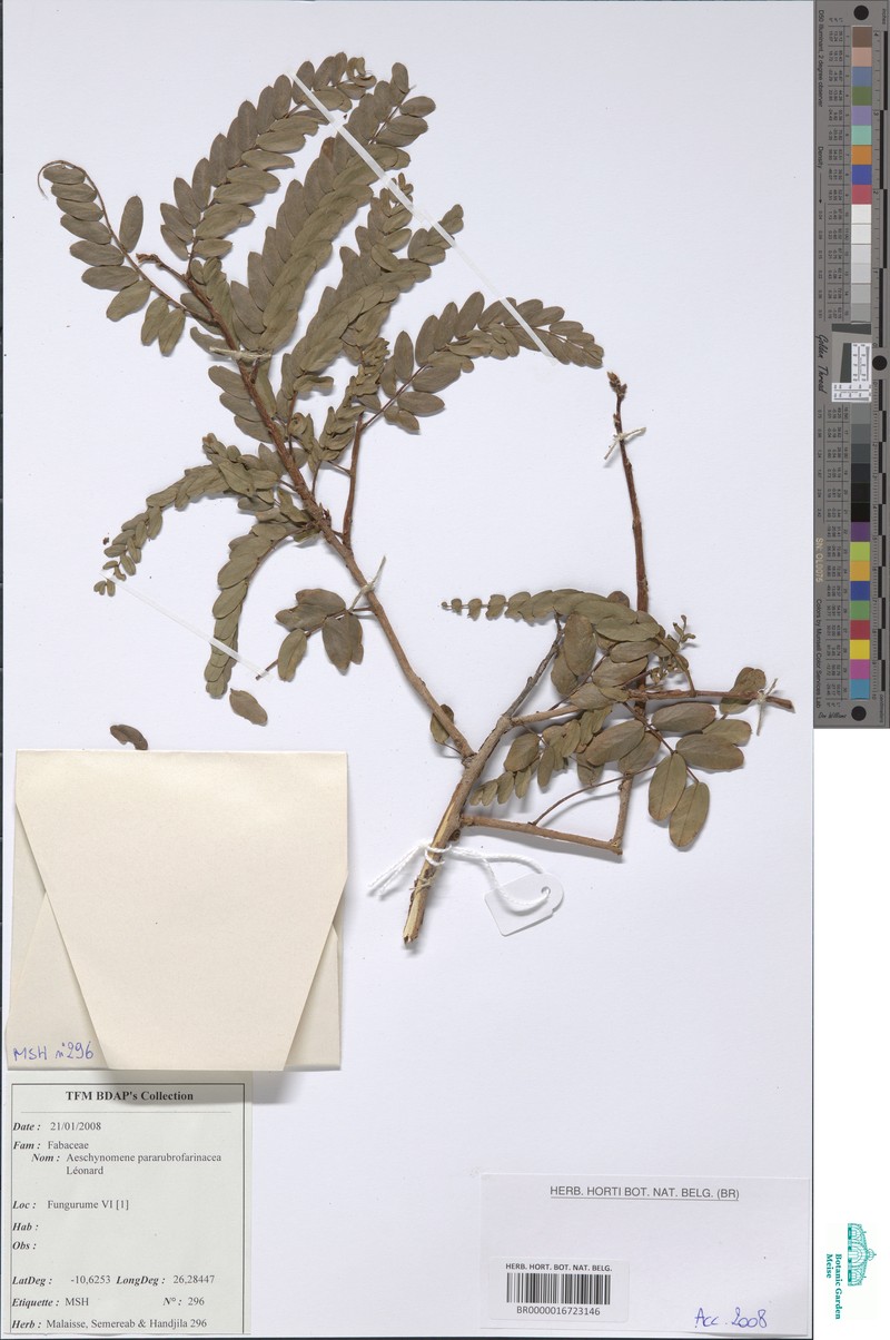 Aeschynomene pararubrofarinacea photo 3