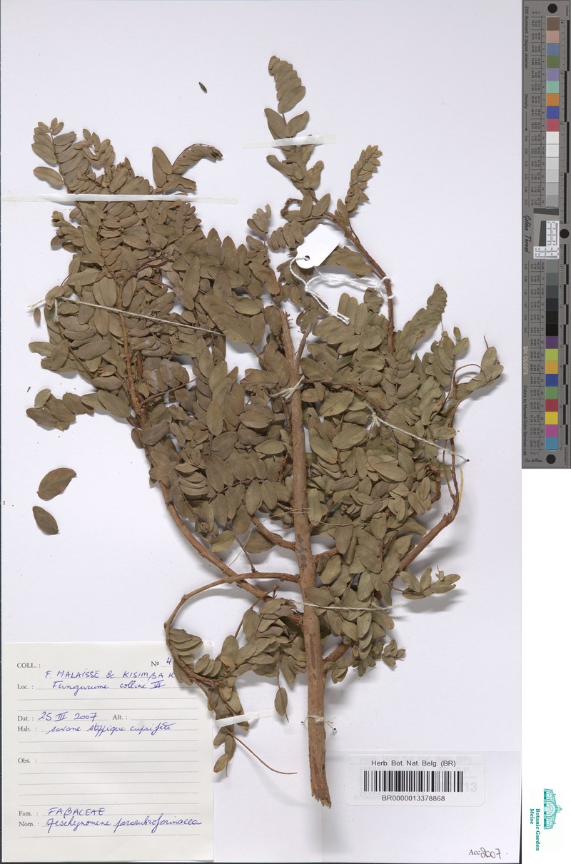 Aeschynomene pararubrofarinacea photo 4