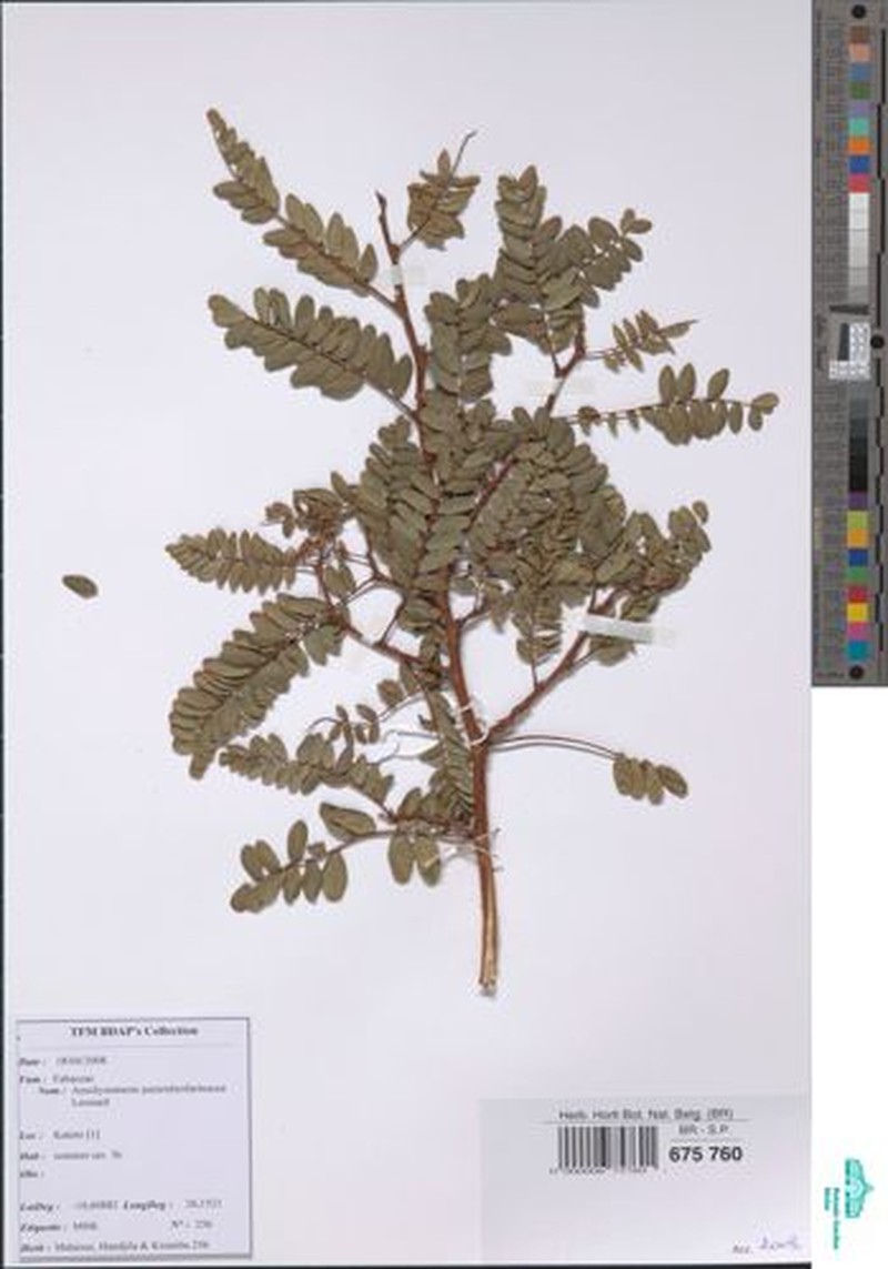 Aeschynomene pararubrofarinacea photo 5