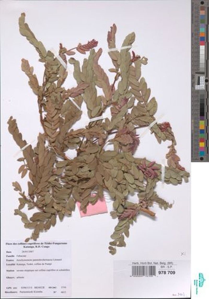 Aeschynomene pararubrofarinacea photo 6