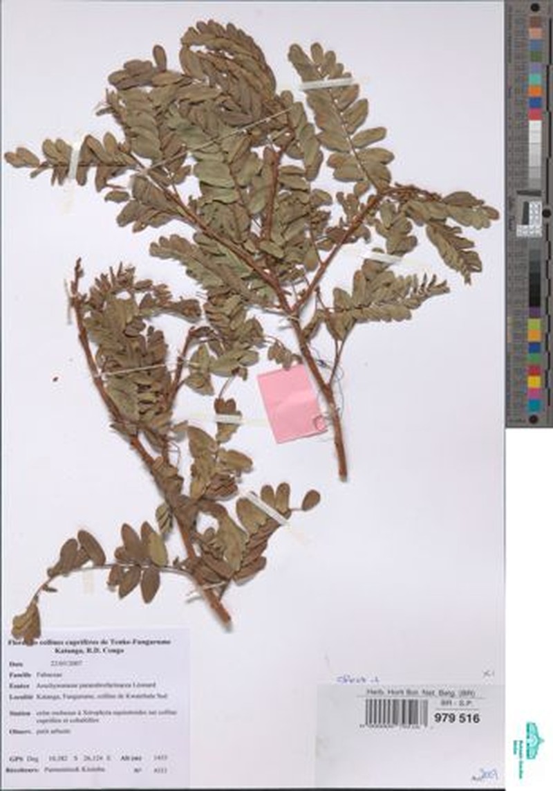Aeschynomene pararubrofarinacea photo 7