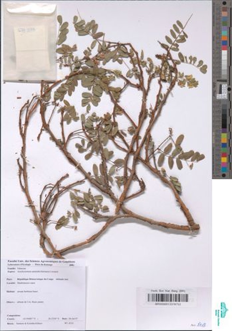 Aeschynomene pararubrofarinacea photo 8