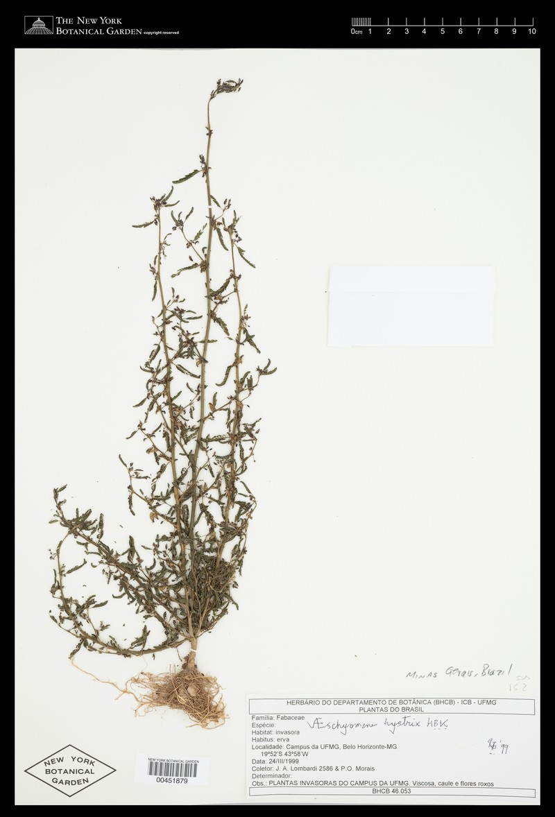 Aeschynomene parviflora