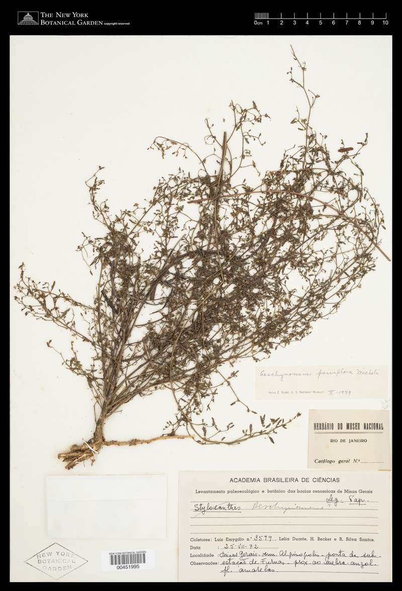 Aeschynomene parviflora photo 2