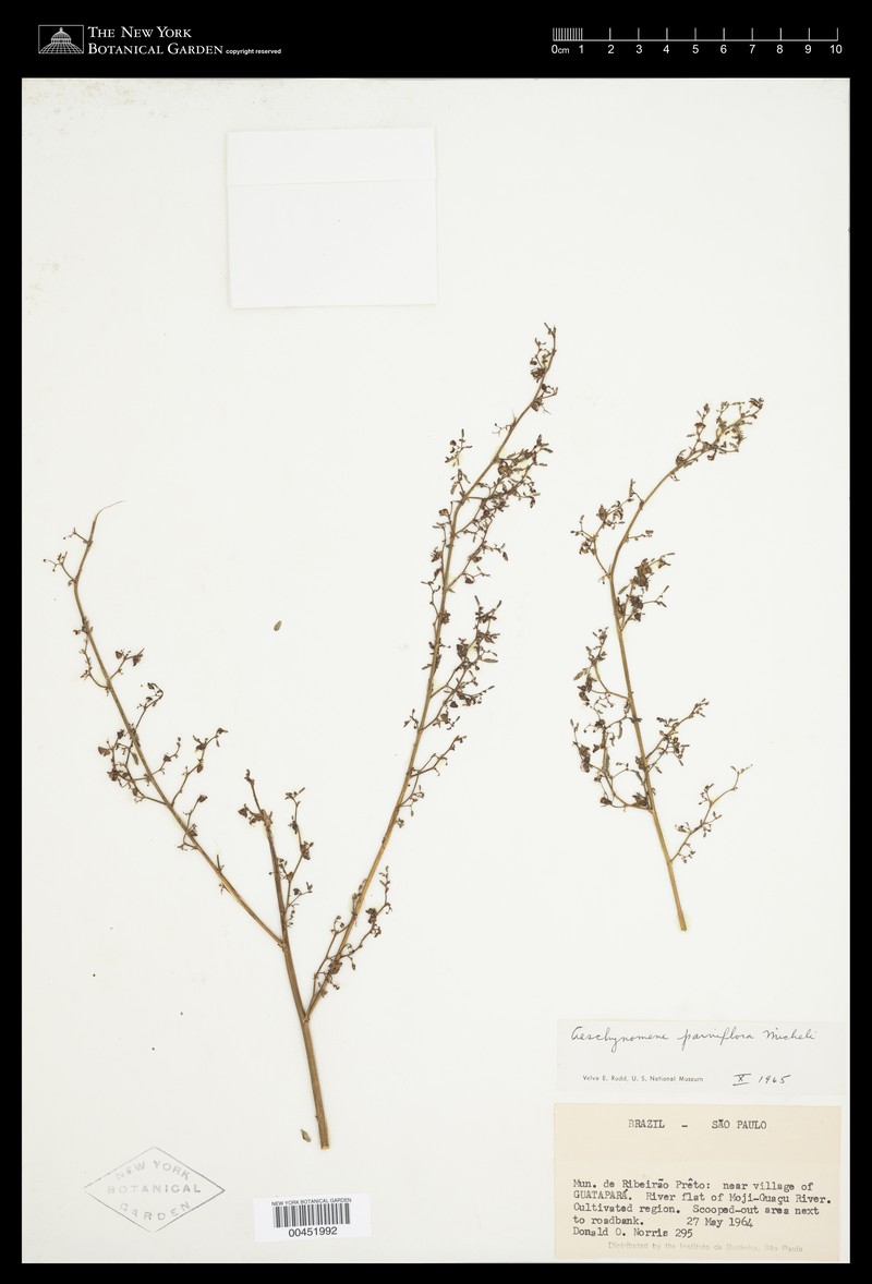 Aeschynomene parviflora photo 3