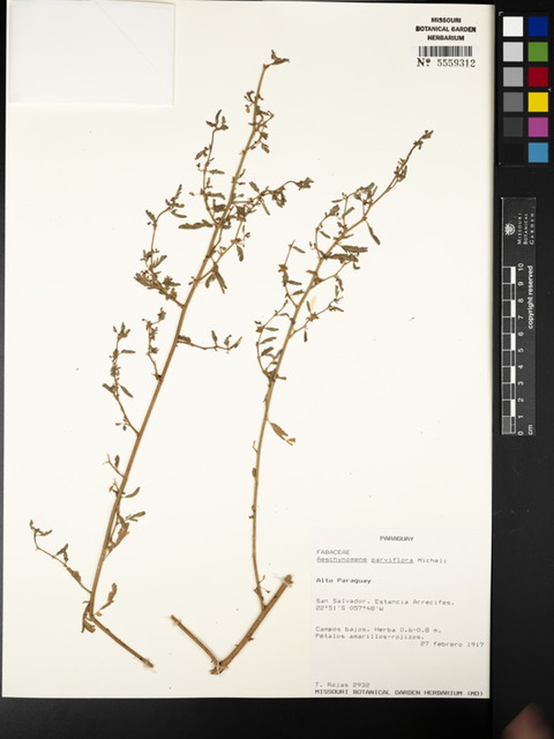 Aeschynomene parviflora photo 4