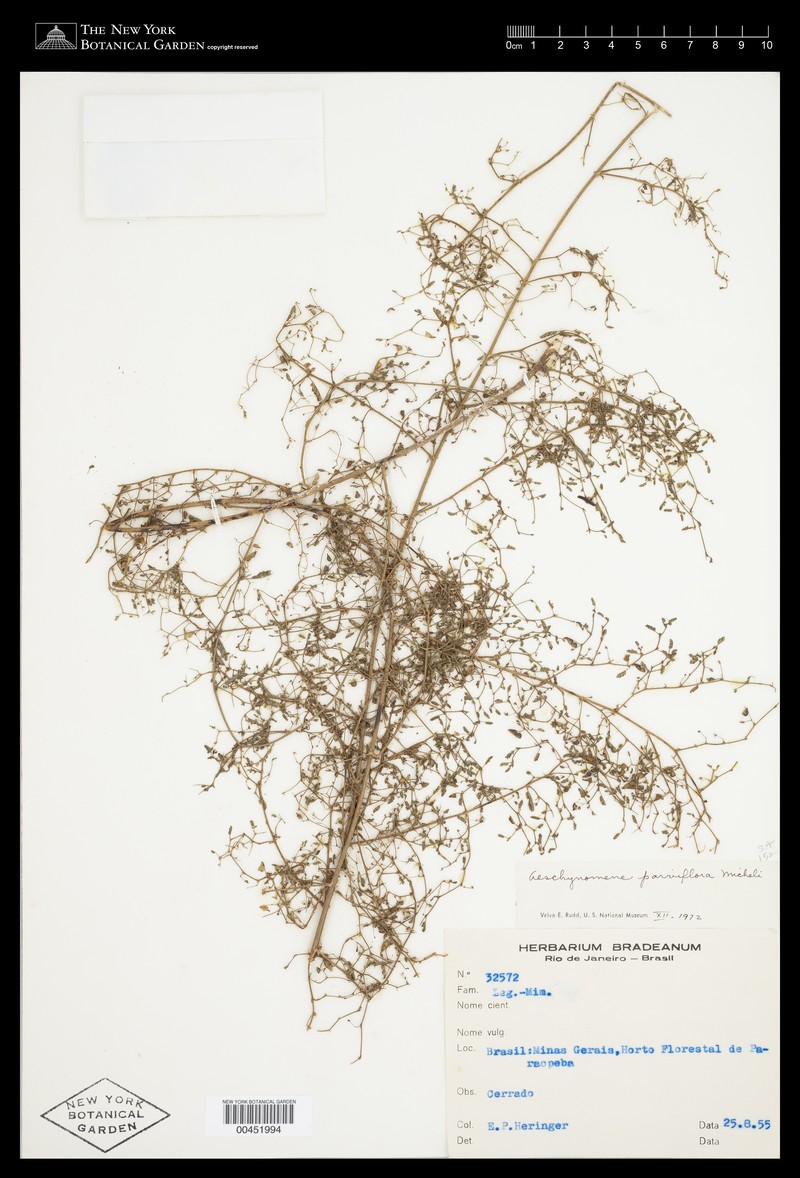 Aeschynomene parviflora photo 5