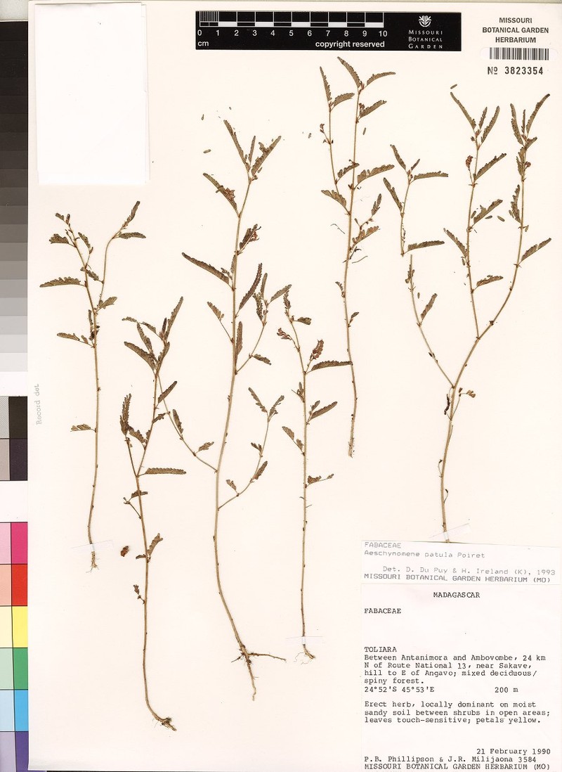 Aeschynomene patula photo 3