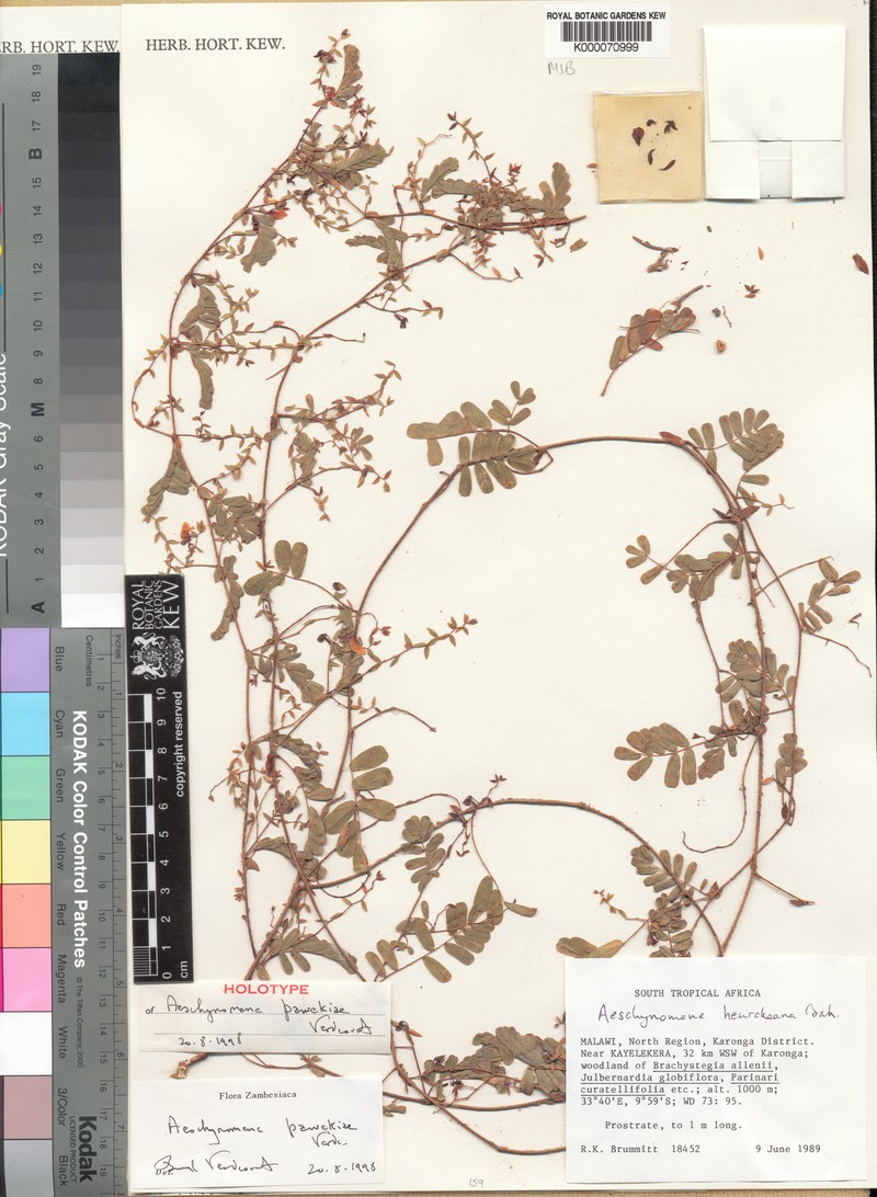 Aeschynomene pawekiae