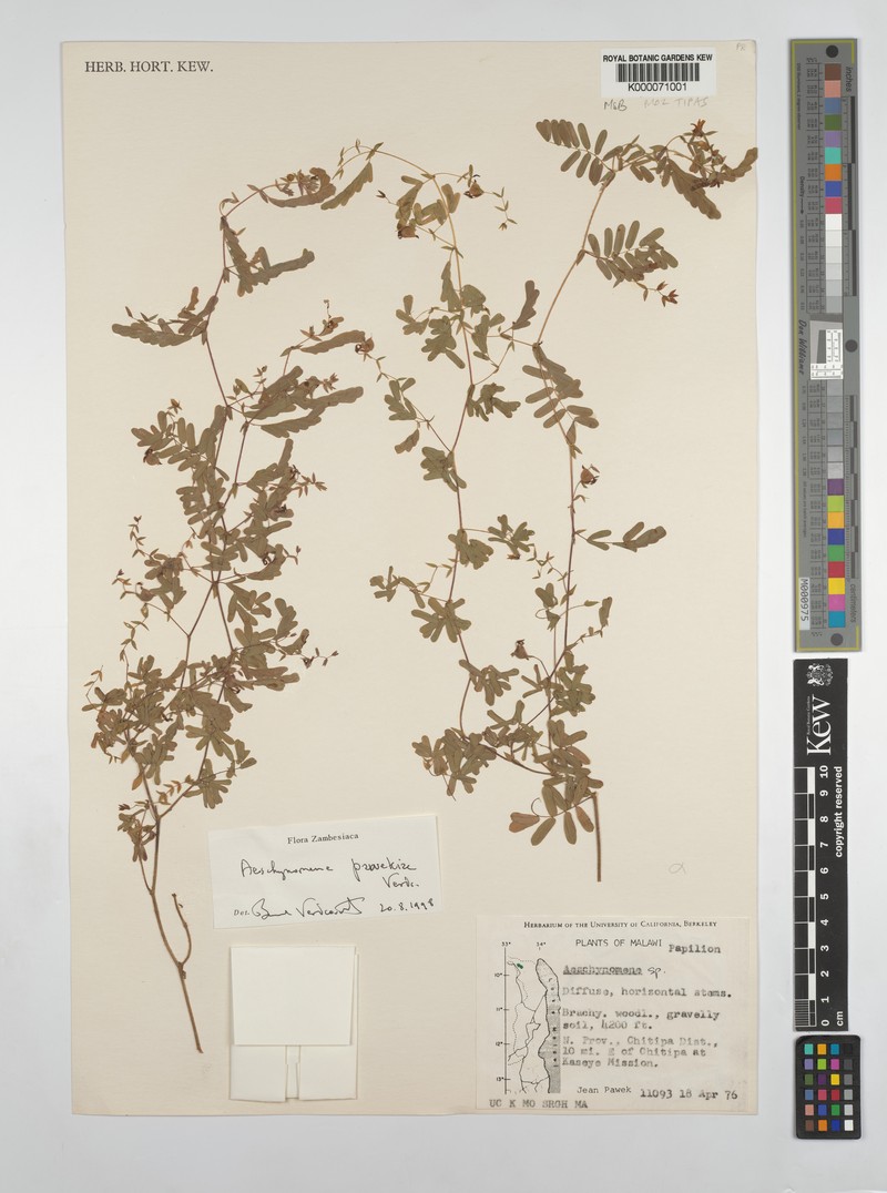 Aeschynomene pawekiae photo 2