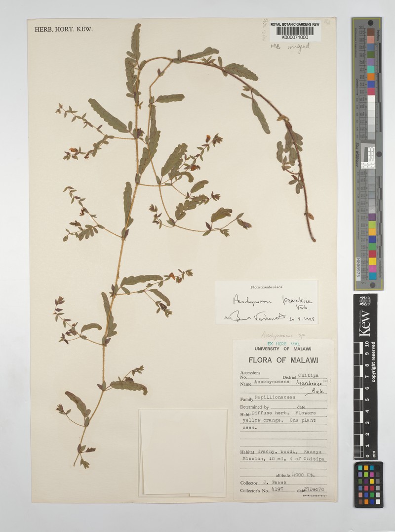 Aeschynomene pawekiae photo 3