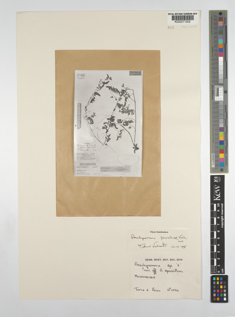Aeschynomene pawekiae photo 4