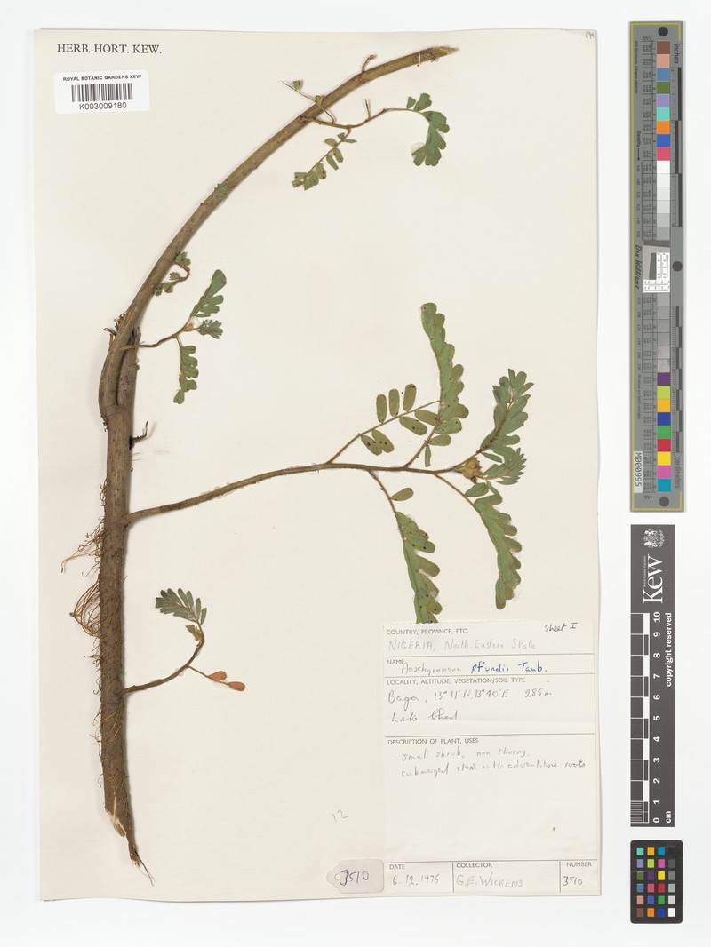 Aeschynomene pfundii