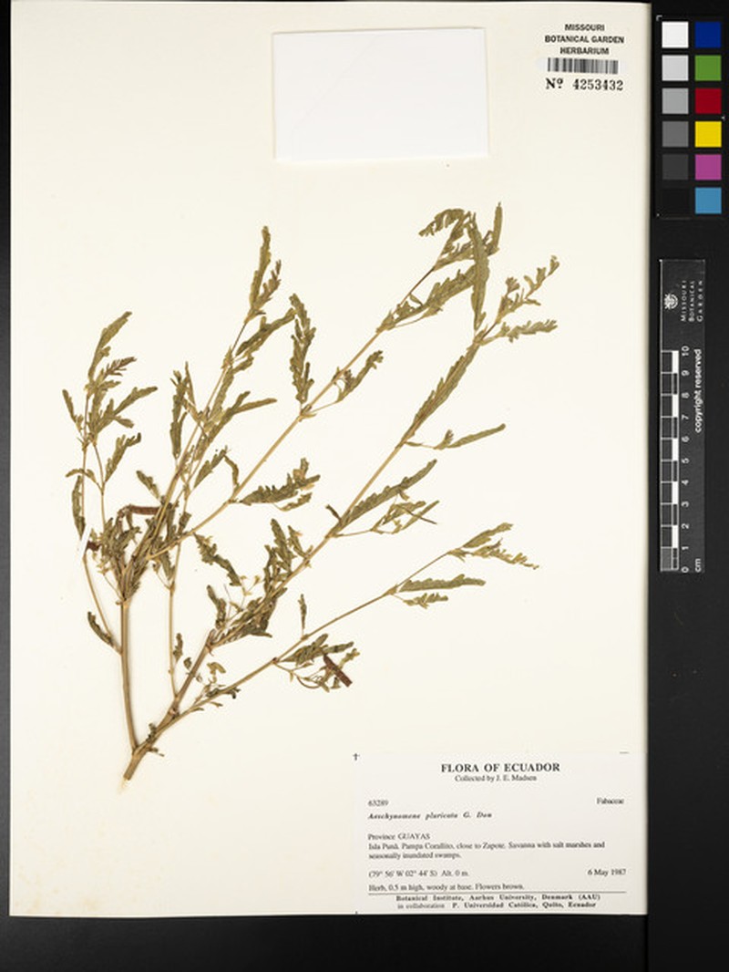 Aeschynomene pluriarticulata