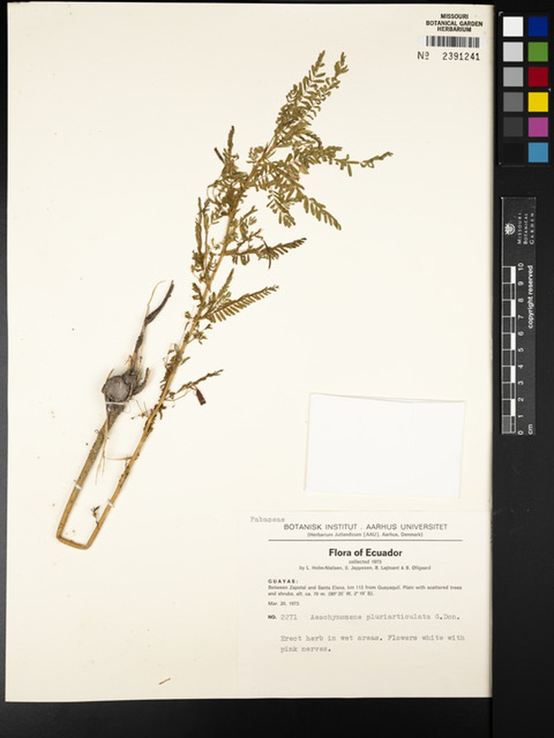 Aeschynomene pluriarticulata photo 2