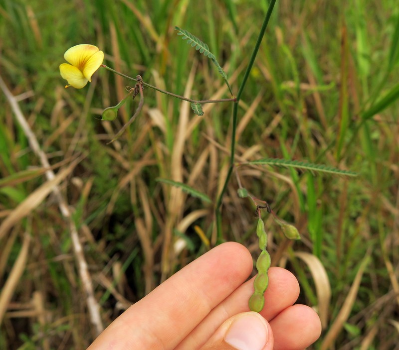 Meadow Jointvetch