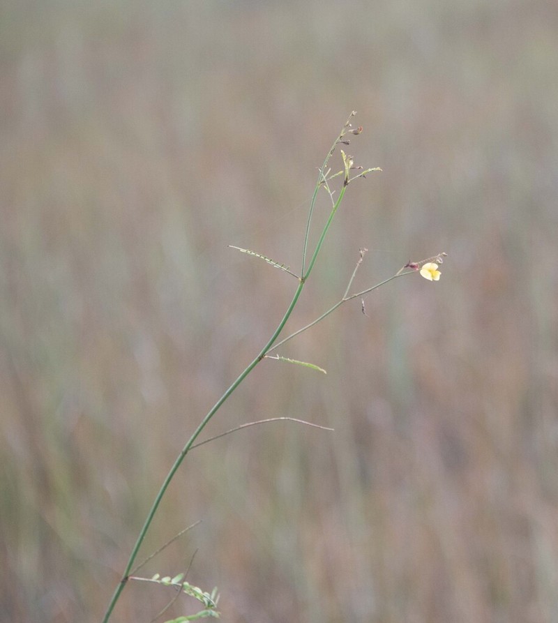 Meadow Jointvetch photo 2