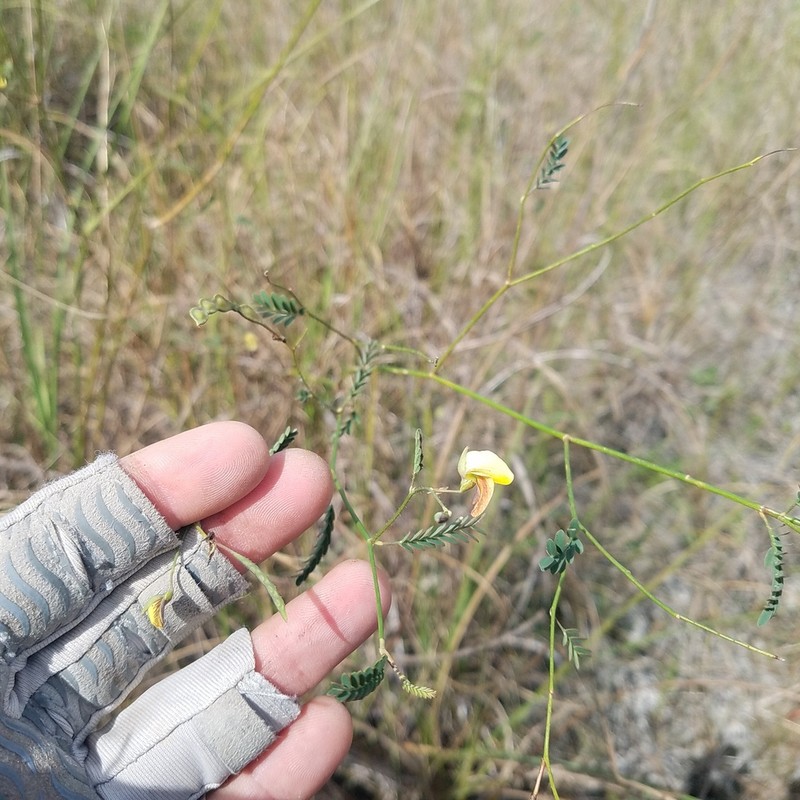 Meadow Jointvetch photo 3