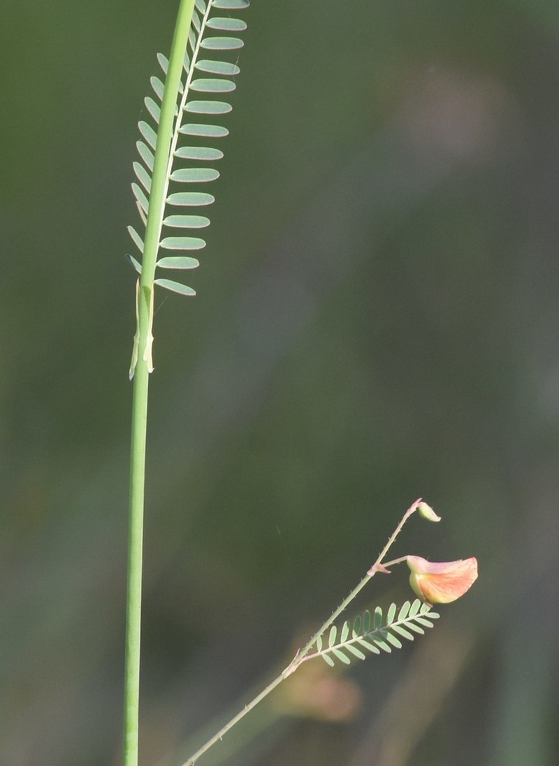 Meadow Jointvetch photo 4