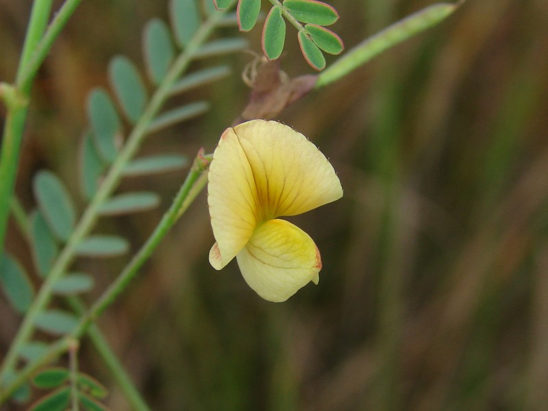 Meadow Jointvetch photo 6