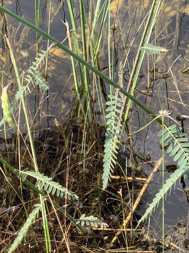 Meadow Jointvetch photo 7