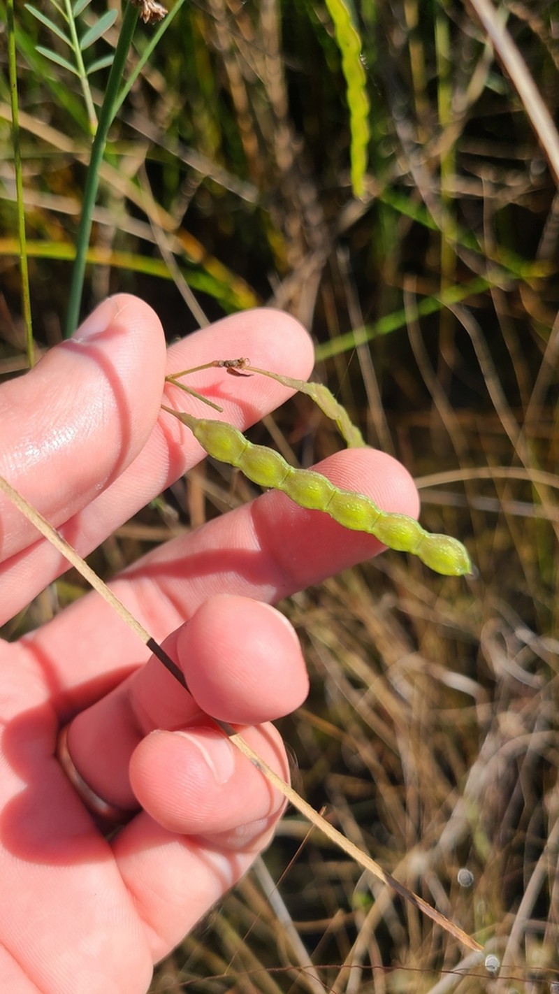 Meadow Jointvetch photo 8