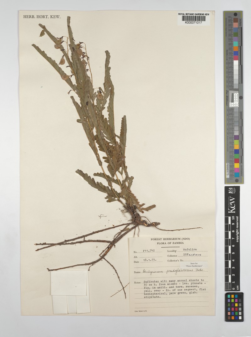 Aeschynomene pseudoglabrescens