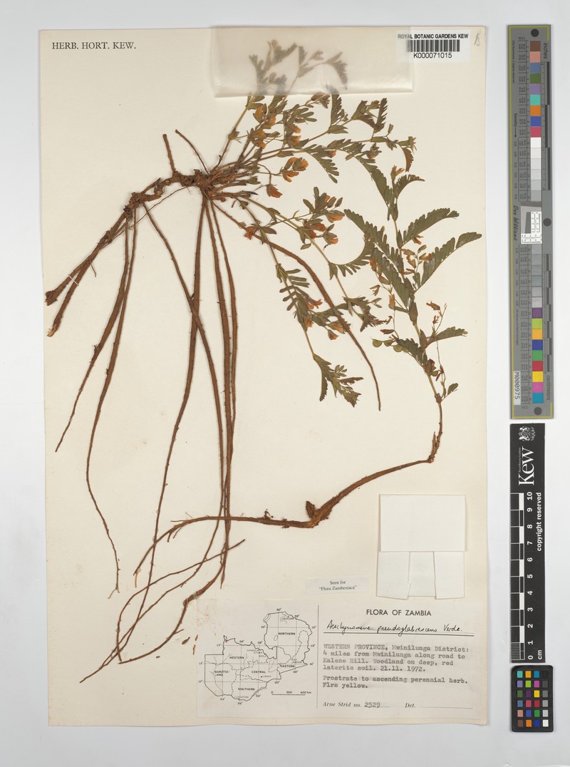 Aeschynomene pseudoglabrescens photo 2