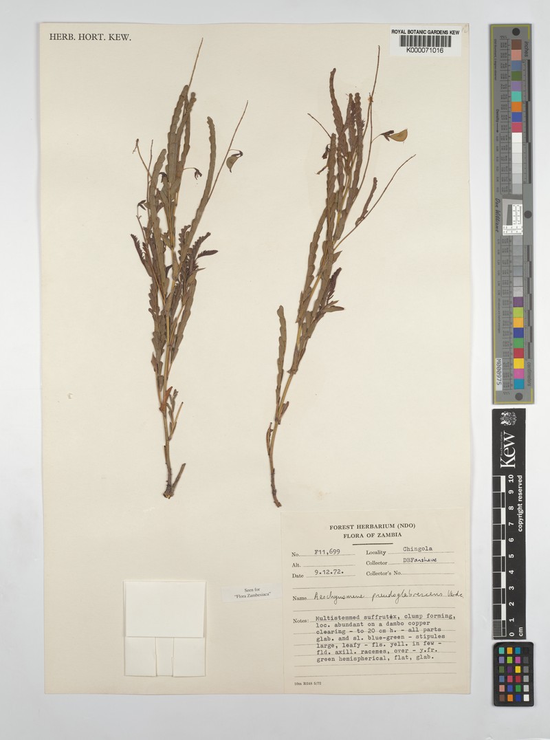 Aeschynomene pseudoglabrescens photo 3