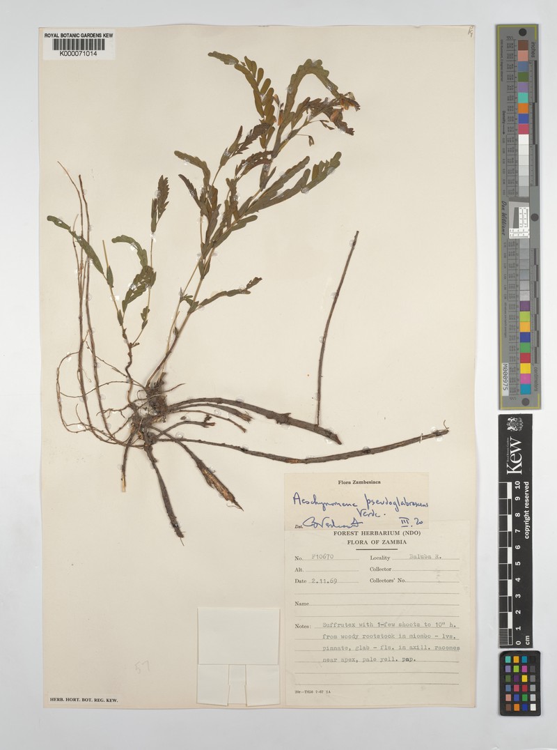Aeschynomene pseudoglabrescens photo 4