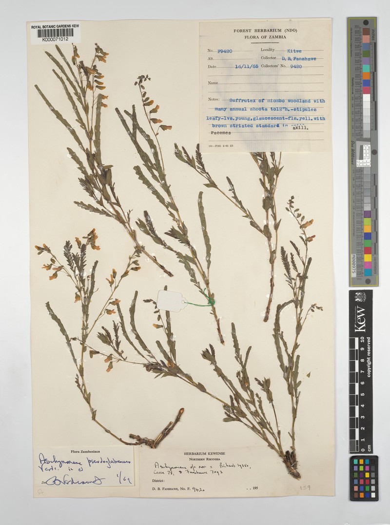 Aeschynomene pseudoglabrescens photo 5