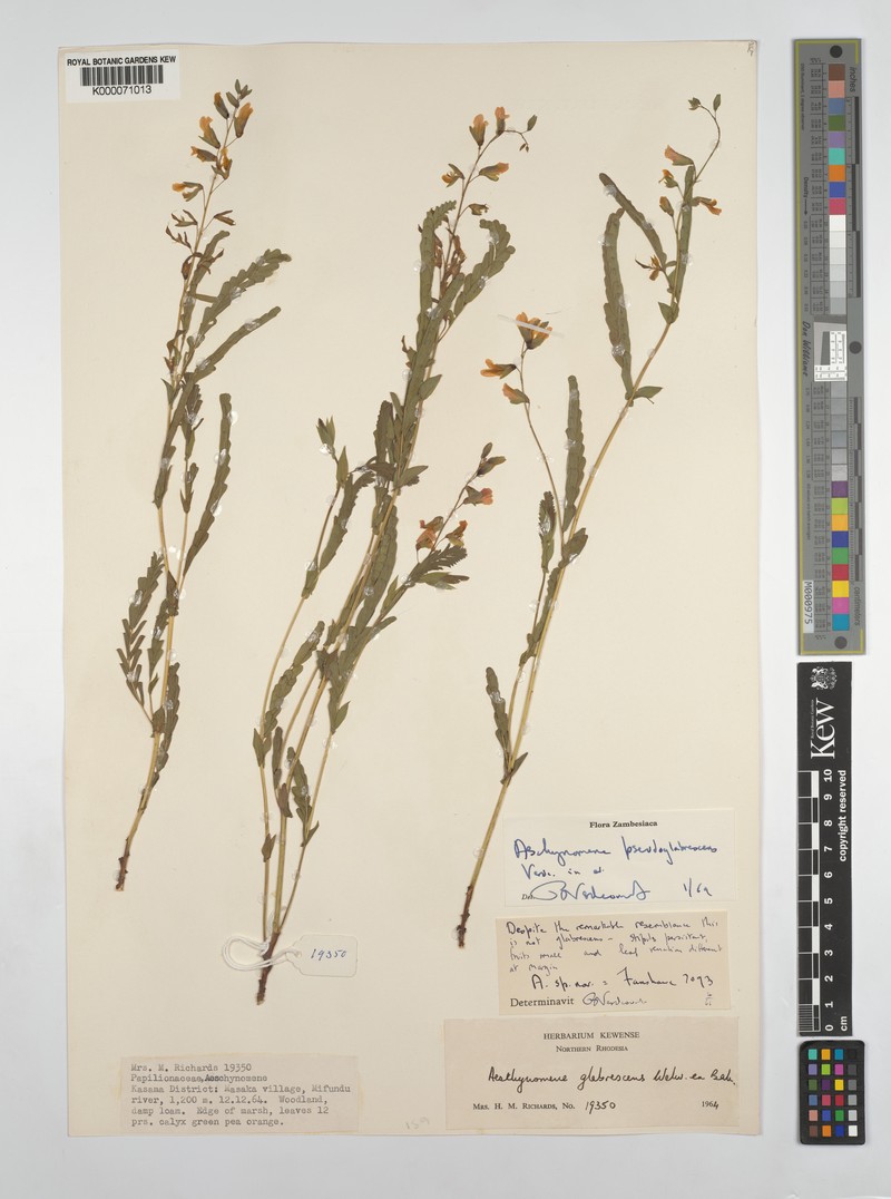 Aeschynomene pseudoglabrescens photo 6