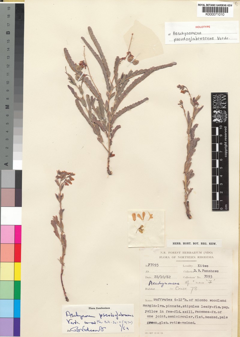 Aeschynomene pseudoglabrescens photo 7