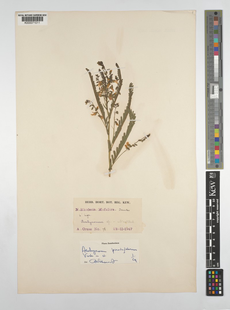 Aeschynomene pseudoglabrescens photo 8