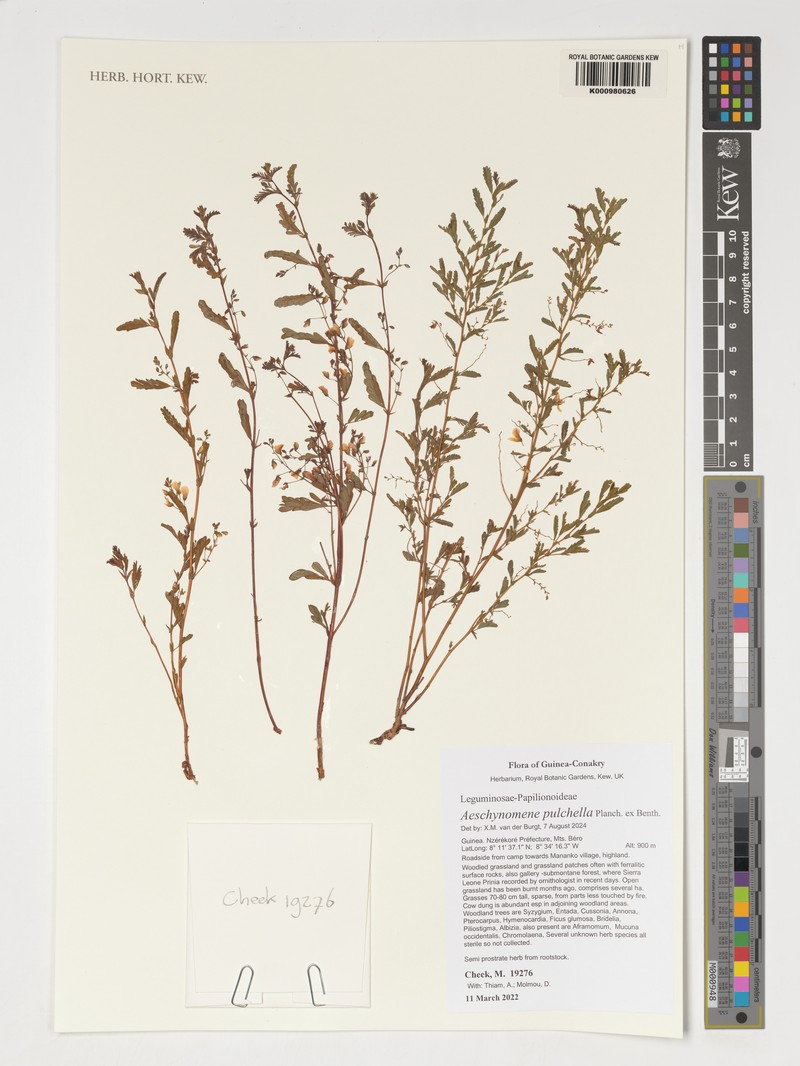 Aeschynomene pulchella