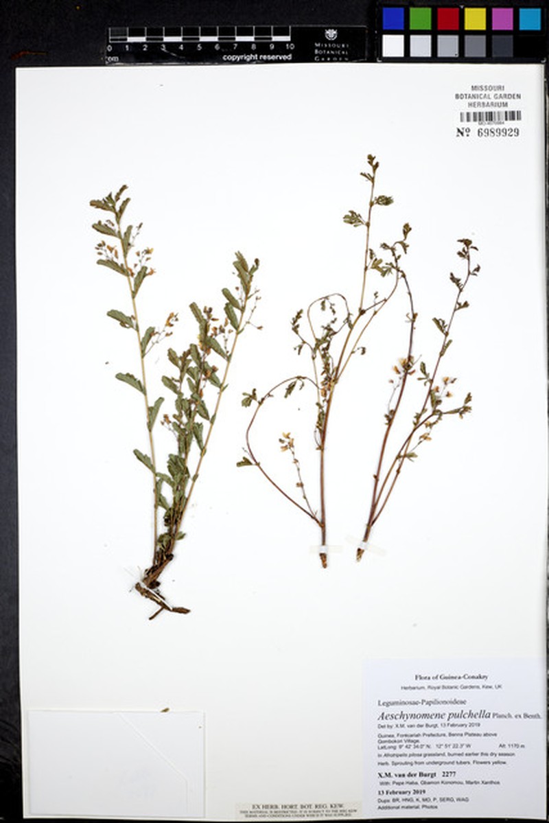 Aeschynomene pulchella photo 2