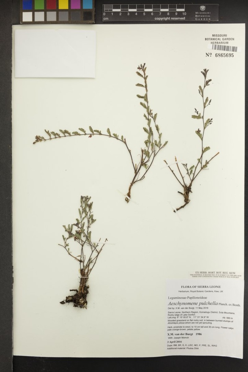 Aeschynomene pulchella photo 3