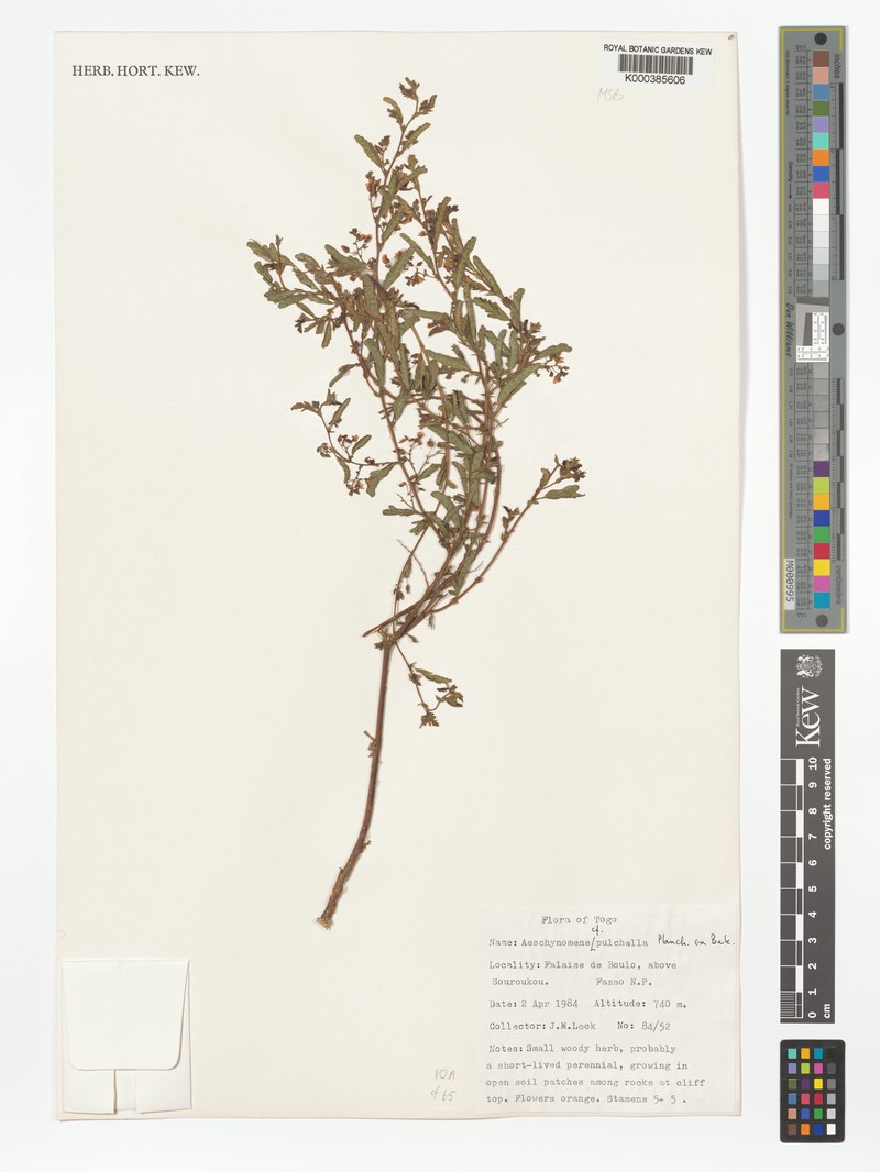 Aeschynomene pulchella photo 4
